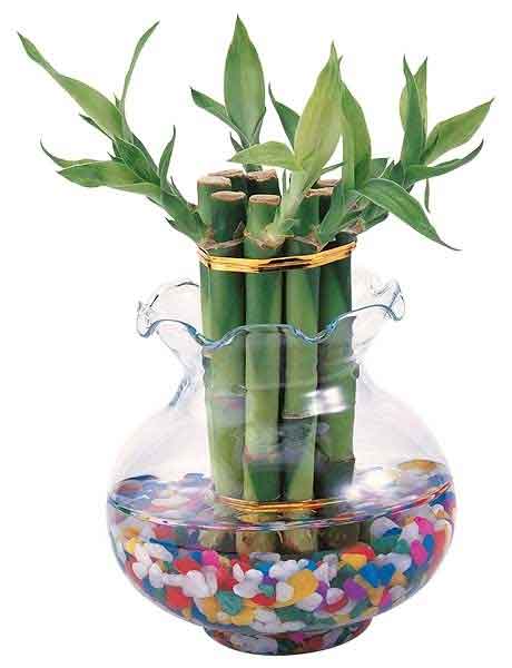 растения в интерьере - стеклянный вазон